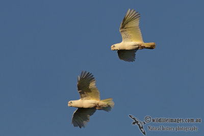 Little Corella 4955.jpg