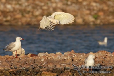 Little Corella 4966.jpg