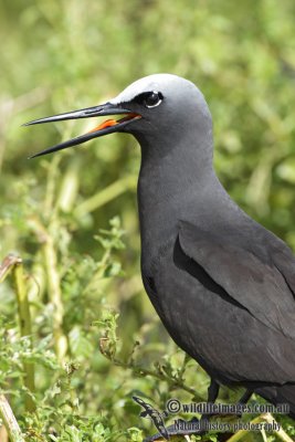 Black Noddy 8150.jpg