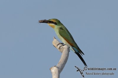 Rainbow Bee-eater 6618.jpg