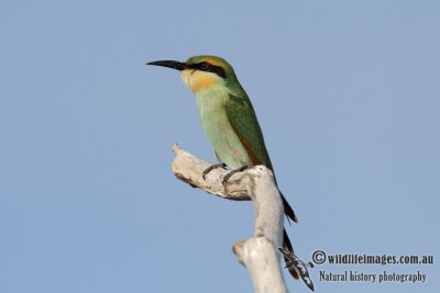 Rainbow Bee-eater 6636.jpg