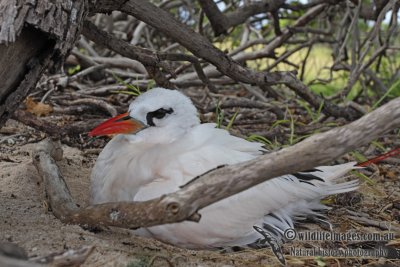 Red-tailed Tropicbird 6451.jpg