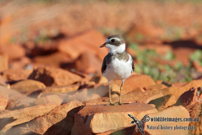 Semipalmated Plover 0163.jpg