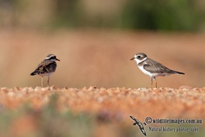 Semipalmated Plover 0174.jpg