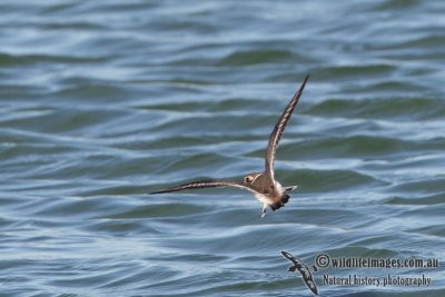 Semipalmated Plover 0254.jpg