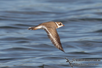 Semipalmated Plover 0283.jpg