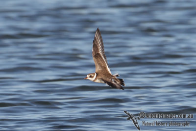 Semipalmated Plover 0302.jpg