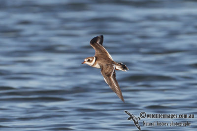 Semipalmated Plover 0303.jpg