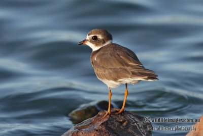 Semipalmated Plover 0434.jpg