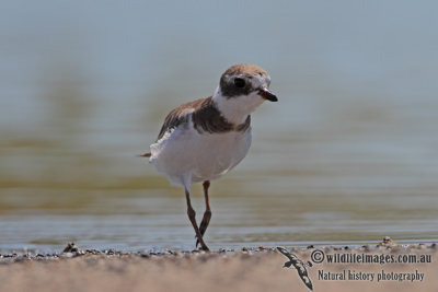 Semipalmated Plover 5175.jpg