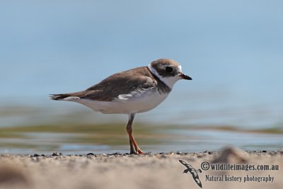 Semipalmated Plover 5187.jpg