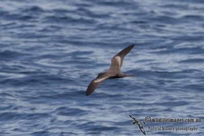 Bulwer's Petrel 8552.jpg