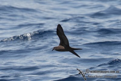 Bulwer's Petrel 8599.jpg