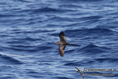 Bulwer's Petrel 8920.jpg