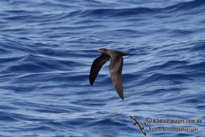 Bulwer's Petrel 9033.jpg