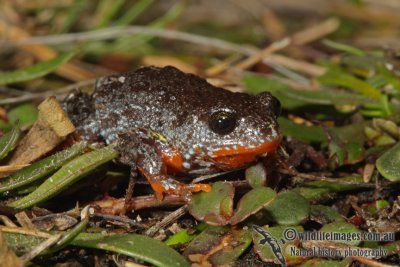 Pseudophryne semimarmorata 0740.jpg