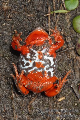 Pseudophryne semimarmorata 0750.jpg