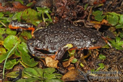 Pseudophryne semimarmorata 0786.jpg