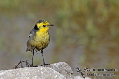 Citrine Wagtail a9309.jpg