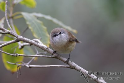 Brown Gerygone 0836.jpg