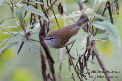 Brown Gerygone 0859.jpg