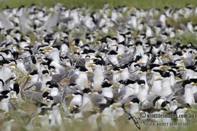 Crested Tern 6687.jpg