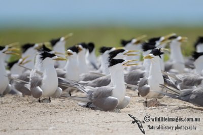 Crested Tern 7233.jpg