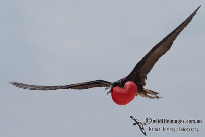 Great Frigatebird 7207.jpg