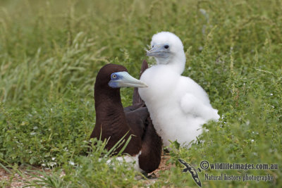 Brown Booby 6745.jpg