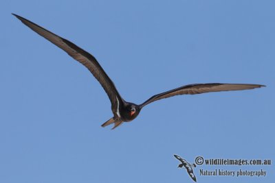Lesser Frigatebird 5808.jpg