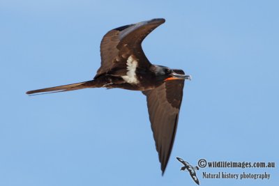 Lesser Frigatebird 5812.jpg