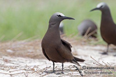 Common Noddy 6730.jpg