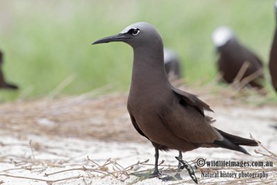 Common Noddy 6734.jpg