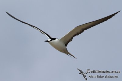 Sooty Tern 6694.jpg