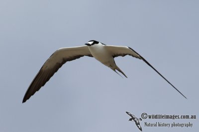 Sooty Tern 6695.jpg