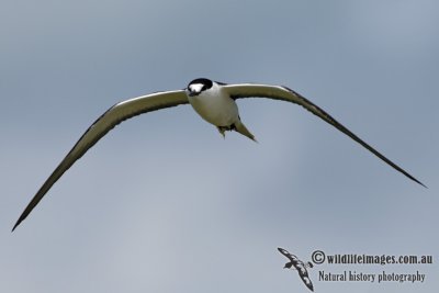 Sooty Tern 7005.jpg