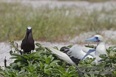 Red-footed Booby 5635.jpg