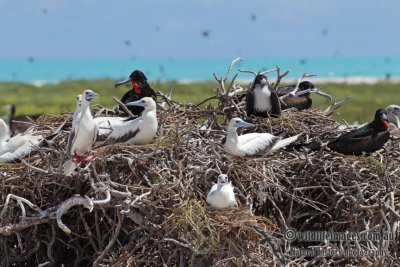 Red-footed Booby 5681.jpg