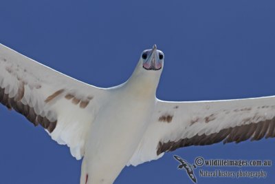 Red-footed Booby 5751.jpg