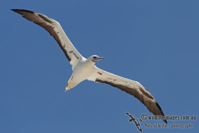 Red-footed Booby 5762.jpg