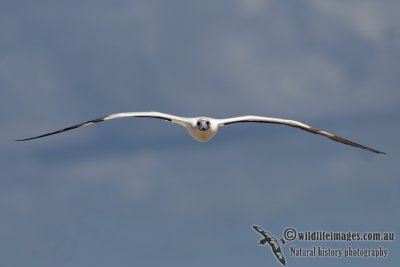 Red-footed Booby 5769.jpg