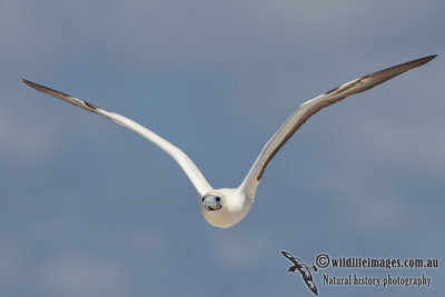 Red-footed Booby 5771.jpg