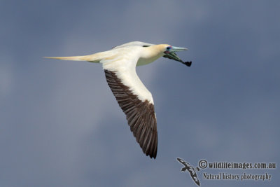 Red-footed Booby 5776.jpg