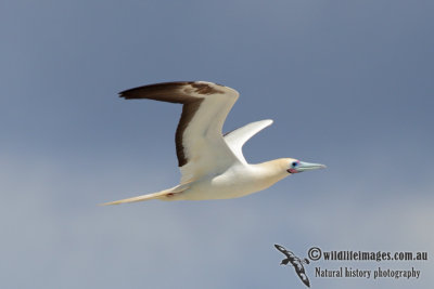 Red-footed Booby 5779.jpg