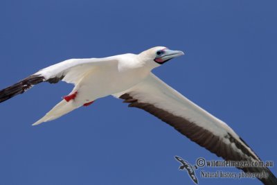 Red-footed Booby 5862.jpg