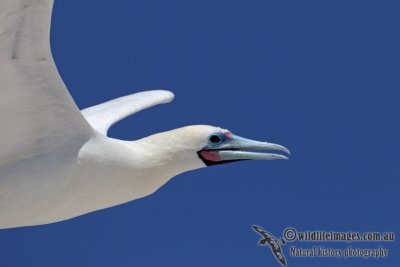 Red-footed Booby 5863.jpg