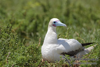 Red-footed Booby 6887.jpg