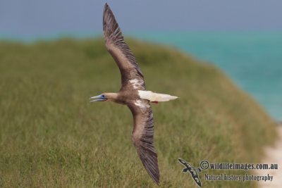 Red-footed Booby 6937.jpg