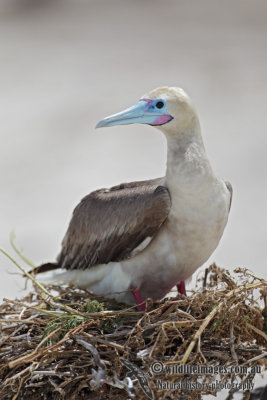 Red-footed Booby 7222.jpg