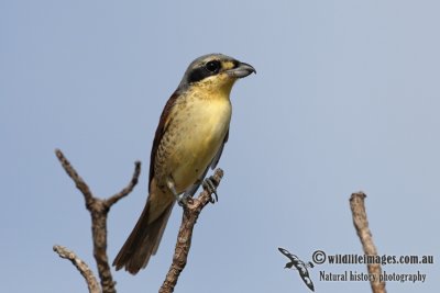 Tiger Shrike 7806.jpg